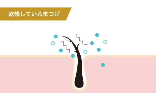 乾燥しているまつ毛