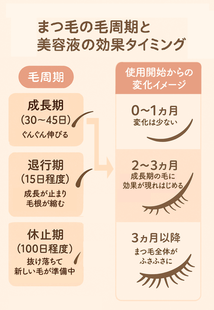 継続使用が大切！効果実感のために知っておきたいまつ毛の生え変わり周期