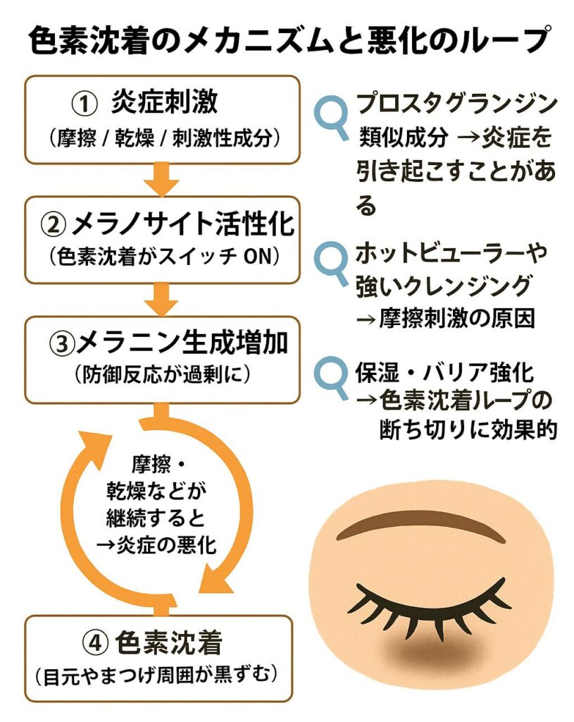色素沈着とメラニン生成のメカニズム